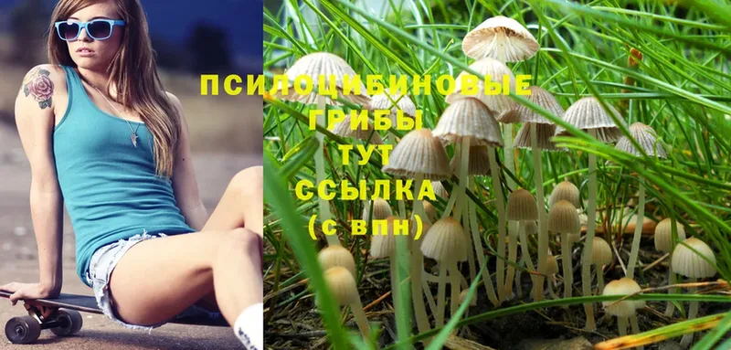 Псилоцибиновые грибы MAGIC MUSHROOMS  кракен ССЫЛКА  Устюжна 